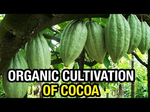 Organic Cultivation of Cocoa (Barry Callebaut) | Special Story | Paadi Pantalu