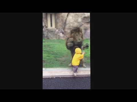 Lion at Japan zoo tries to paw Boy through Glass