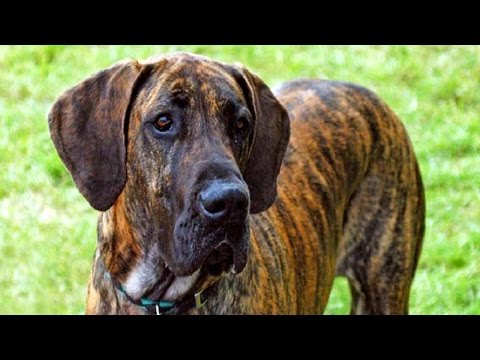 10 Funniest Great Dane Videos