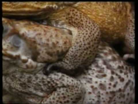 Cane Toads: An Unnatural History 1/5