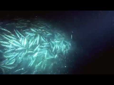 Overfishing - excerpt from Planet Ocean the movie