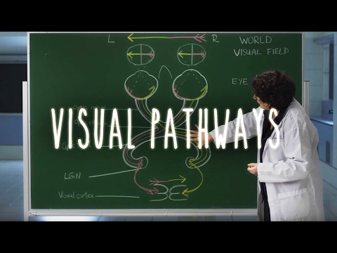 Visual Pathways - UBC Flexible Learning