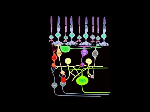 Lecture 1: A Walk-through of the Mammalian Visual System