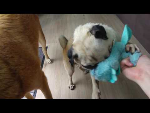 Hunde-Vlog 2