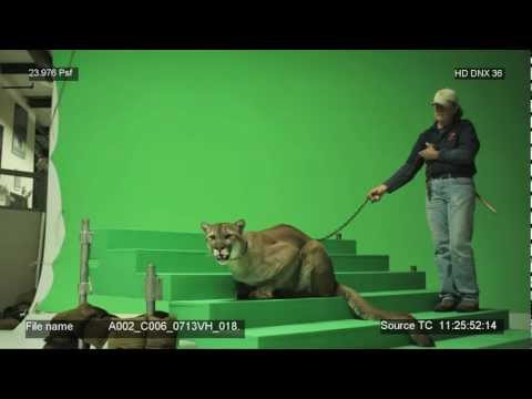 BYU Cougar Behind the Scenes - Real Cougar Commercials