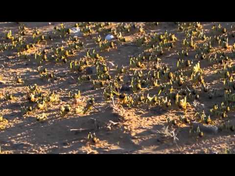 Desert locust (Schistocerca gregaria) marching