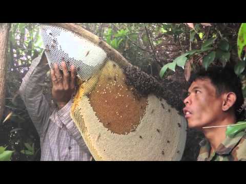 Harvesting Honey from Giant Honeybees in Cambodia