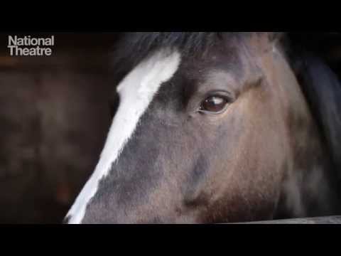 Horses in War