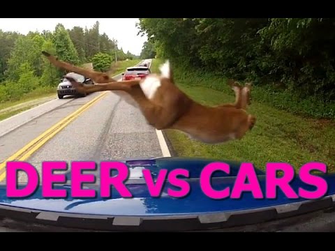 Deer vs Cars || Ultimate Dash Cam Fails Compilation