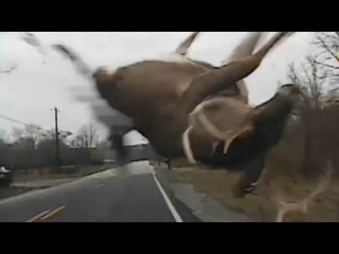 Deer hit, decapitated by theme park ride; Deer fakes dead: Hunter startled by buck - compilation