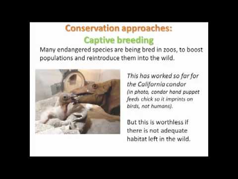 LECTURE 4.3 C - Conservation biology