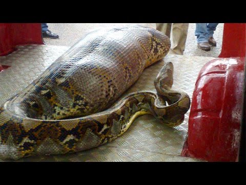 Did the Anaconda Really Swallow a Man? Let's Find Out!