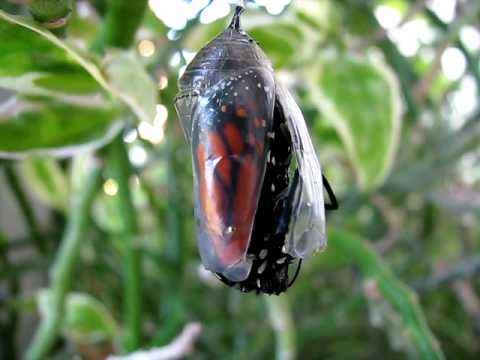 monarch butterfly emerging from chrysalis