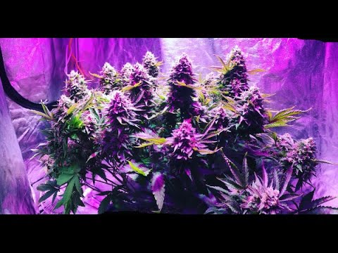 Growing Medical Cannabis