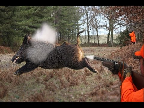 Top 10 Best Shots - Wild Boar Hunting,Chasse Au Sanglier