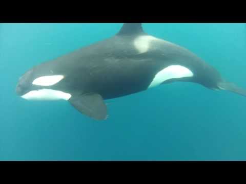 Cocos Island Dive Highlights - September 2-12 2012