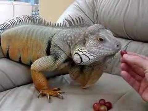 Iguana eating grapes