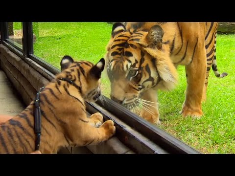 Cubs Meet Adult Tiger For The First Time - Tigers About The House - BBC