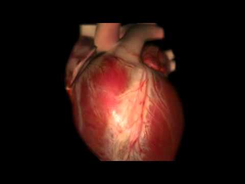 How the Heart Works 3D Video.flv