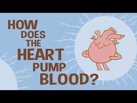 How the heart actually pumps blood - Edmond Hui