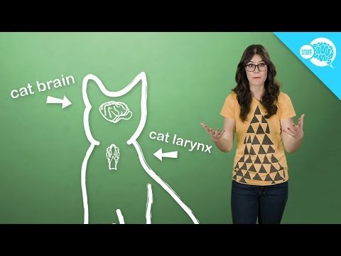 How (And Why) Do Cats Purr?