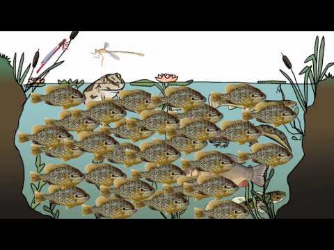 A short animation film about invasive alien species