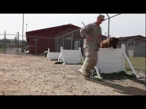 A Marine and his Dog