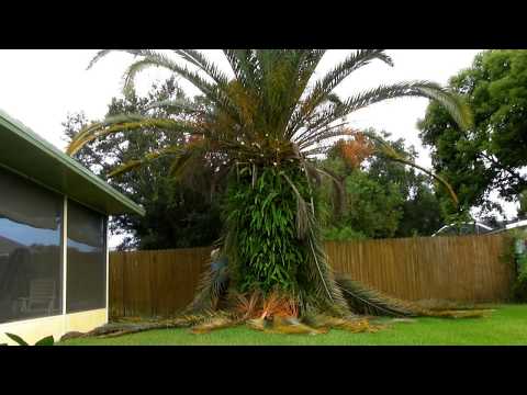 Trimming a date palm timelapse and shoutout