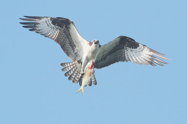 An adult osprey carrying a fish to feed its family in the nest, Jamaica Bay Wildlife Refuge; from Leslie Day’s <i>Field Guide to the Neighborhood Birds of New York City</i>