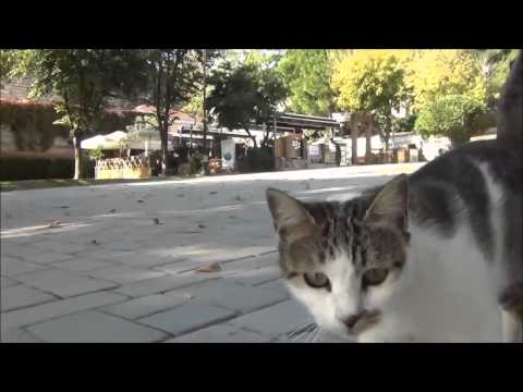 Cats of Istanbul, Turkey İstanbul, Türkiye Kediler