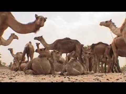 Heart of Darfur: Musa Hilal & the Janjaweed - 20 Aug 07