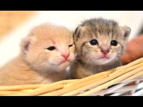 Cute Kittens Compilation 2015 [NEW]