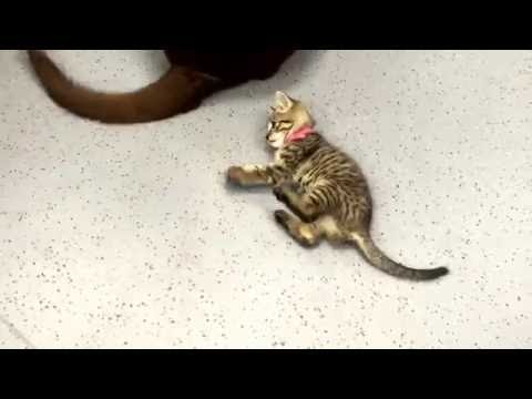 Kitten Plays with Dog Tail