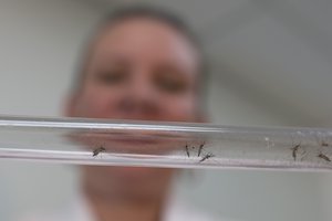 Johanna Yanez holds a tube with Aedes aegypti mosquitoes at a laboratory in Cucuta, Colombia, Thursday, Feb. 11, 2016.