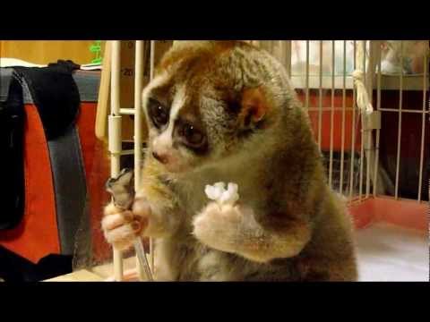 Slow Loris eating a Rice Ball