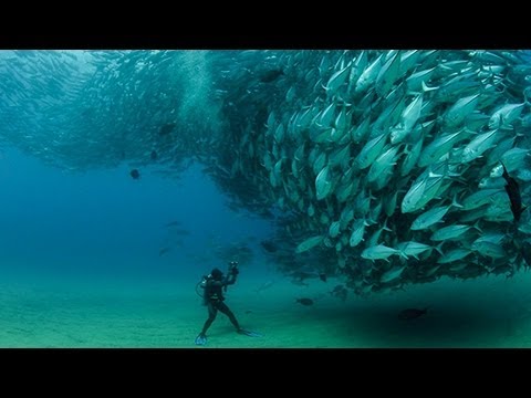 TUNA TORNADO - Huge Swarm of Jack Fish Dwarf Scuba Diver