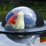 A Floating Dome That Lets Fish Swim Above the Surface of the Water to Get a View of the World