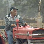 A farmer on a tractor at a tobacco plantation.