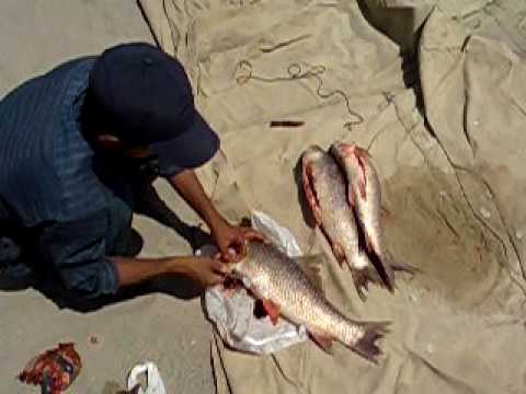 Fishing Trip Of Jhelum River 4th Sep 2009