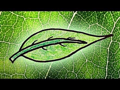 Why Are Leaves Green? Part 1