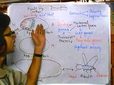 Developmental biology part 5, developmental biology of drosophila