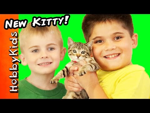 We Got A NEW Kitty Cat! Toy Surprise Egg + Play. Cat Rescue Family Fun HobbyKidsTV