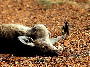 Road Kill between Dubbo and Cobar. Dead Kangaroo