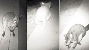 Native animals use a ledge inside a drain to cross Compton Road at Kuraby.