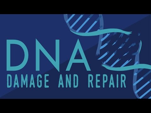 What happens when your DNA is damaged? - Monica Menesini