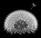 Dandelion seeds, 3d generated, black background. Fibonacci sequence and golden ratio experiments.