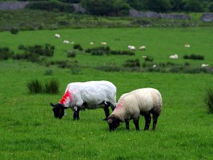 Couple of commons sheep (ovis aries), white wool and black feets, eating grass in Ireland.