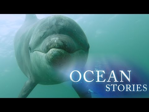 Ocean Stories 3 - Dolphins and Whales