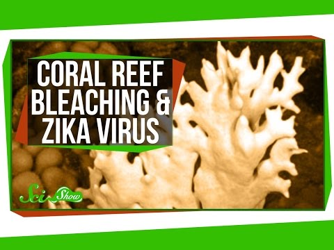 Bleaching in the Great Barrier Reef, and a Zika Update