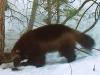 Scientists’ rare images of wolverine